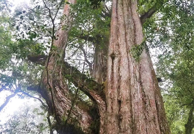 精油の品質の見分け方