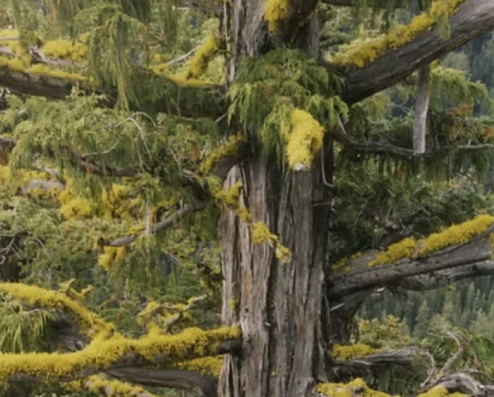 アラスカヒノキ