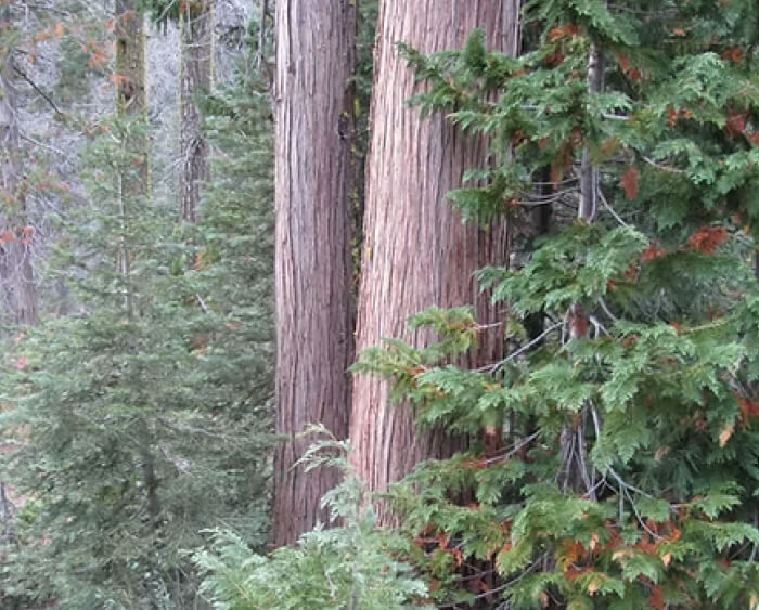 ローソンヒノキ