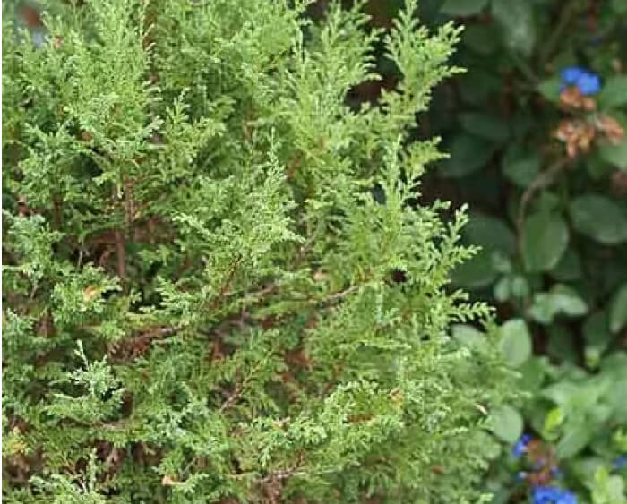 アトランティックホワイトシダー